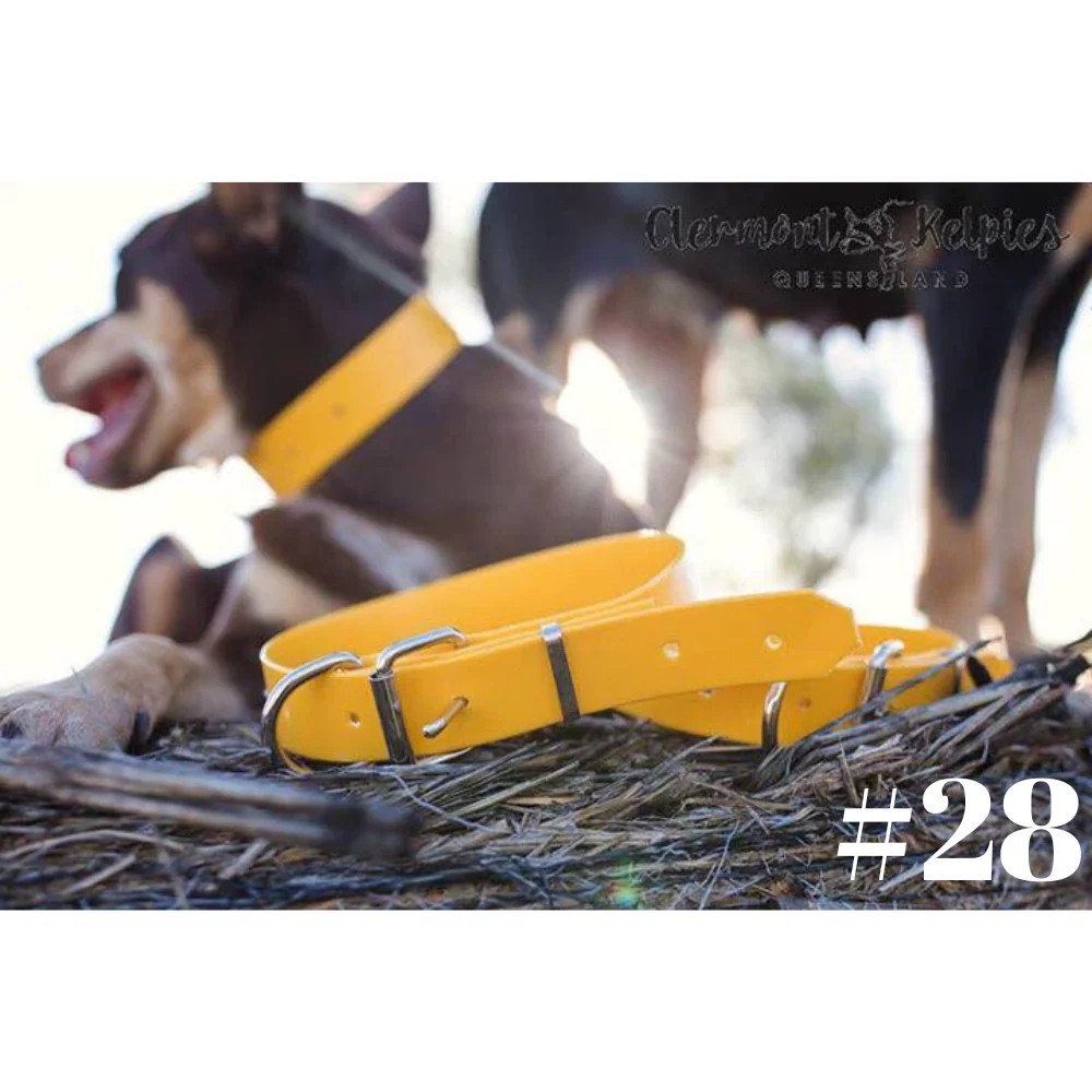 Dog Collar PVC LGE 32mmW 55cmL Clermont Kelpies - Image 10