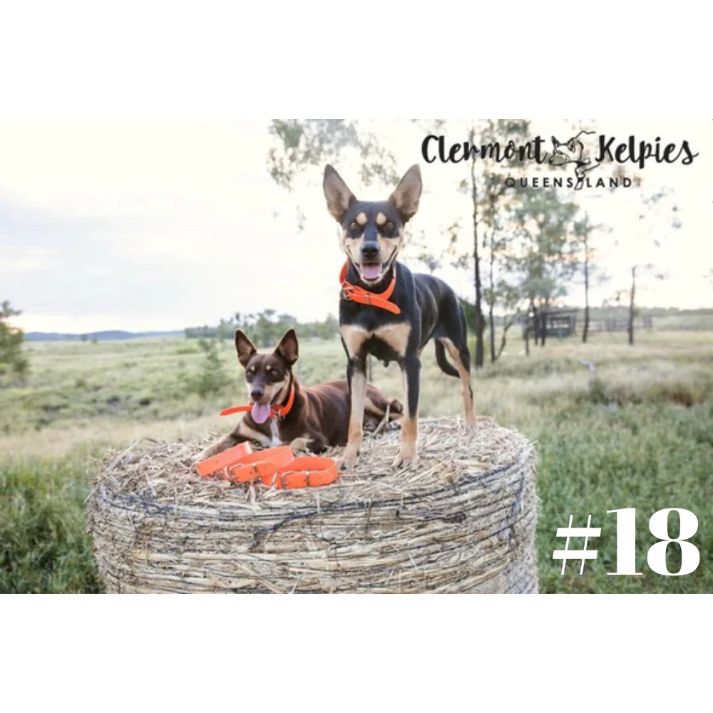 Dog Collar PVC LGE 32mmW 55cmL Clermont Kelpies - Image 6
