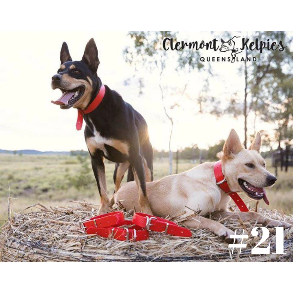Dog Collar PVC LGE 32mmW 55cmL Clermont Kelpies - Image 7